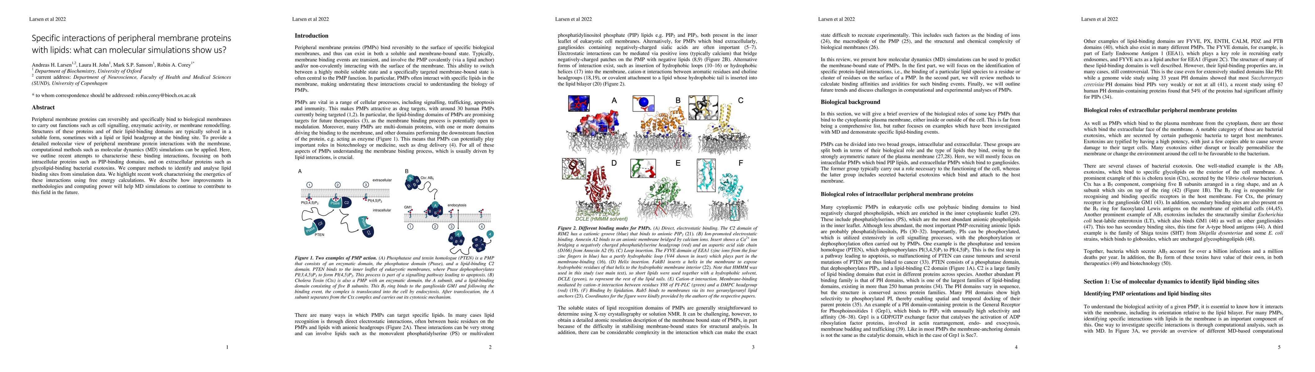 Thumbnail for Specific interactions of peripheral membrane proteins with lipids: what
  can molecular simulations show us?