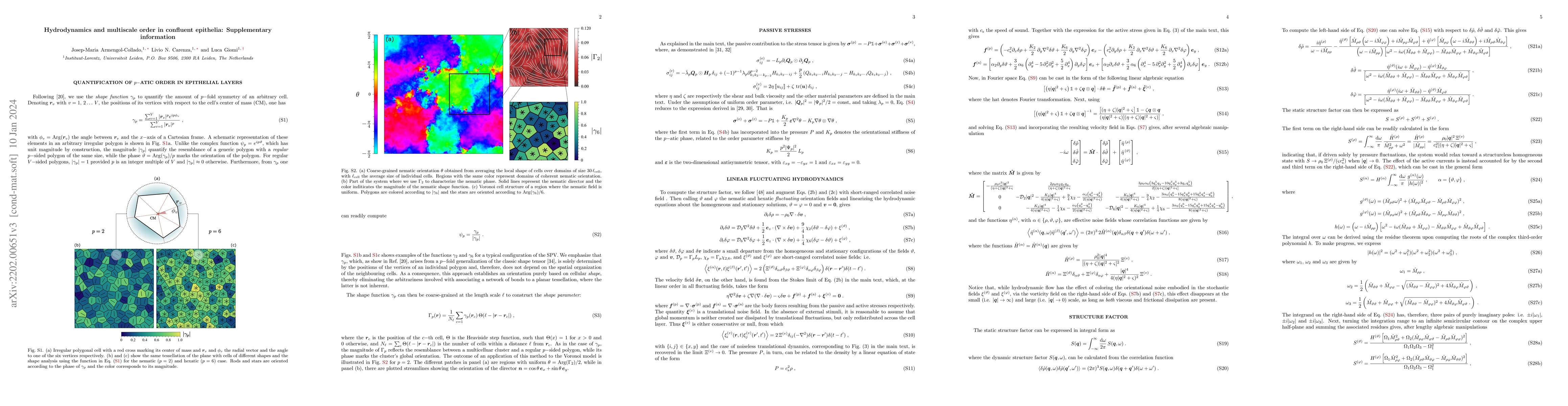 Thumbnail for Hydrodynamics and multiscale order in confluent epithelia