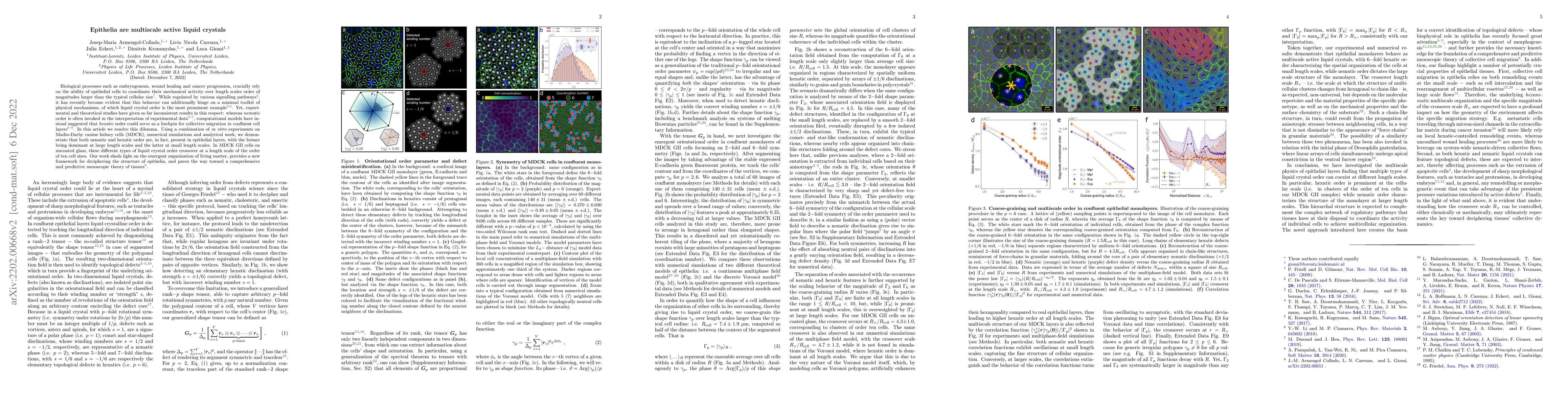 Thumbnail for Epithelia are multiscale active liquid crystals