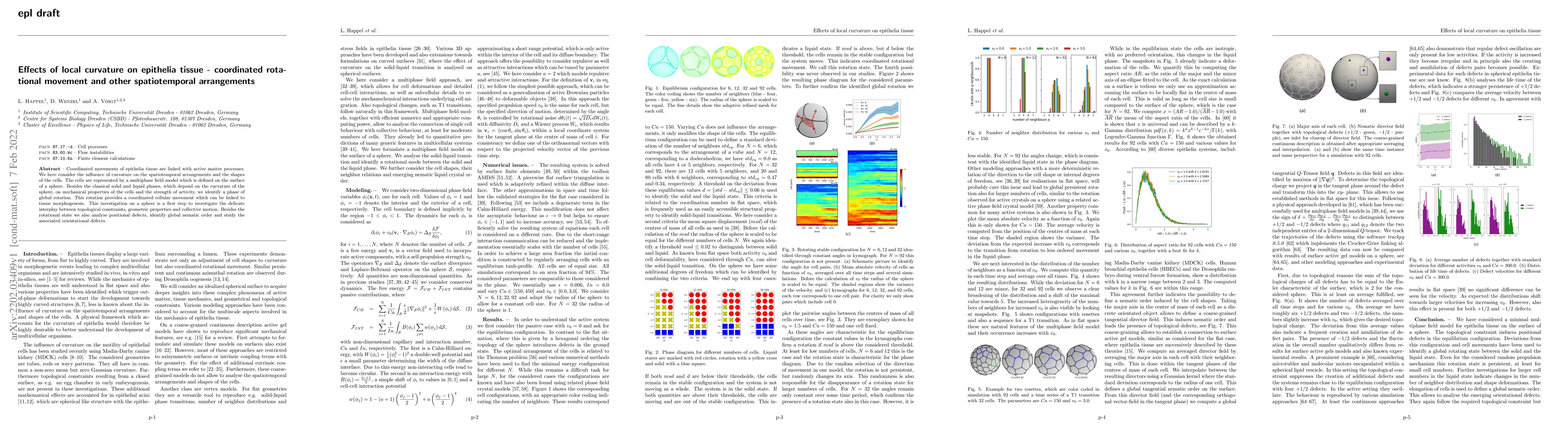 Thumbnail for Effects of local curvature on epithelia tissue -- coordinated rotational
  movement and other spatiotemporal arrangements
