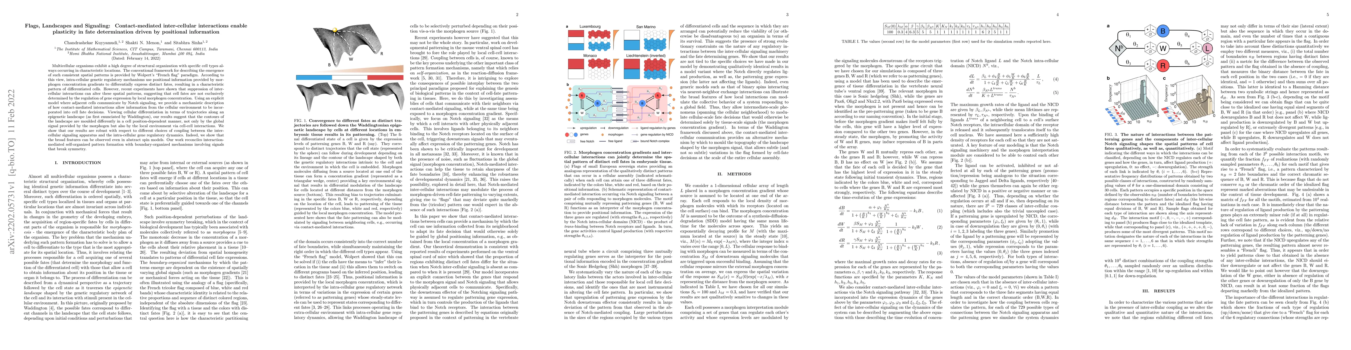 Thumbnail for Flags, Landscapes and Signaling: Contact-mediated inter-cellular
  interactions enable plasticity in fate determination driven by positional
  information