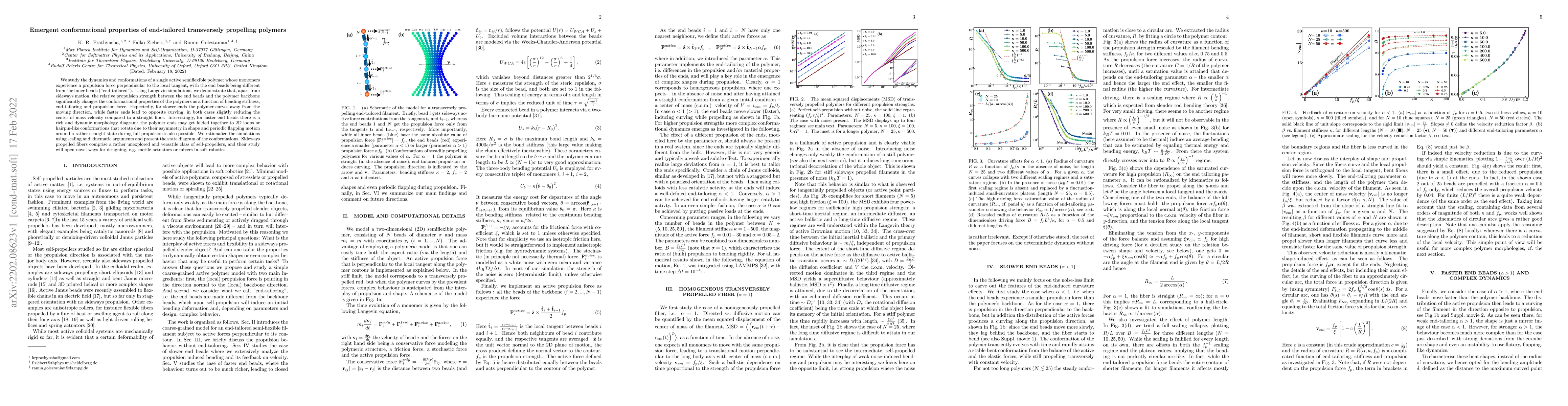 Thumbnail for Emergent conformational properties of end-tailored transversely
  propelling polymers