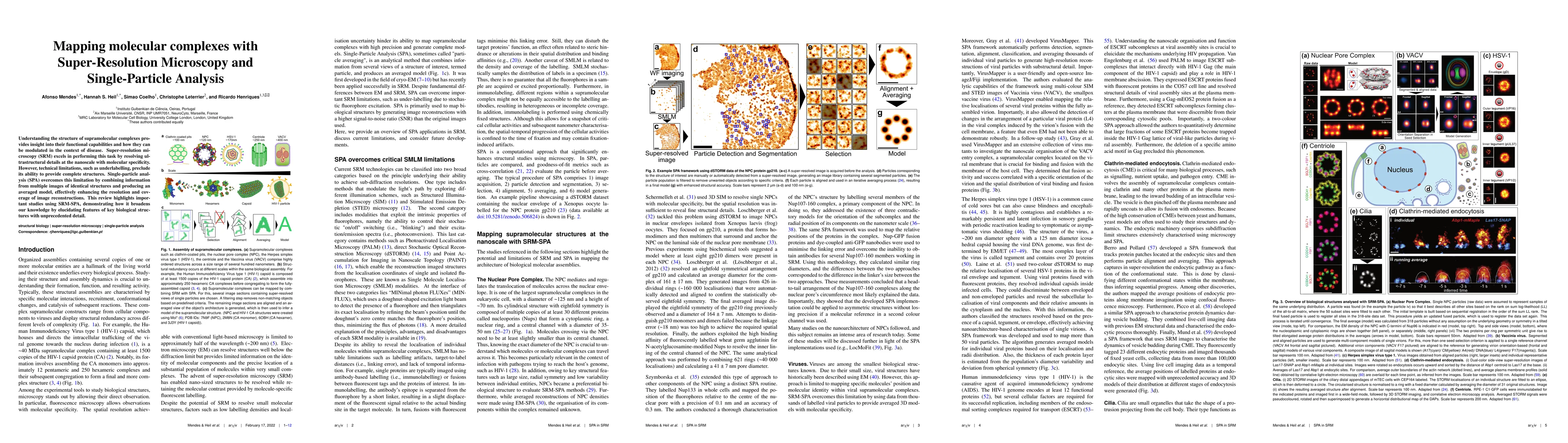 Thumbnail for Mapping molecular complexes with Super-Resolution Microscopy and
  Single-Particle Analysis