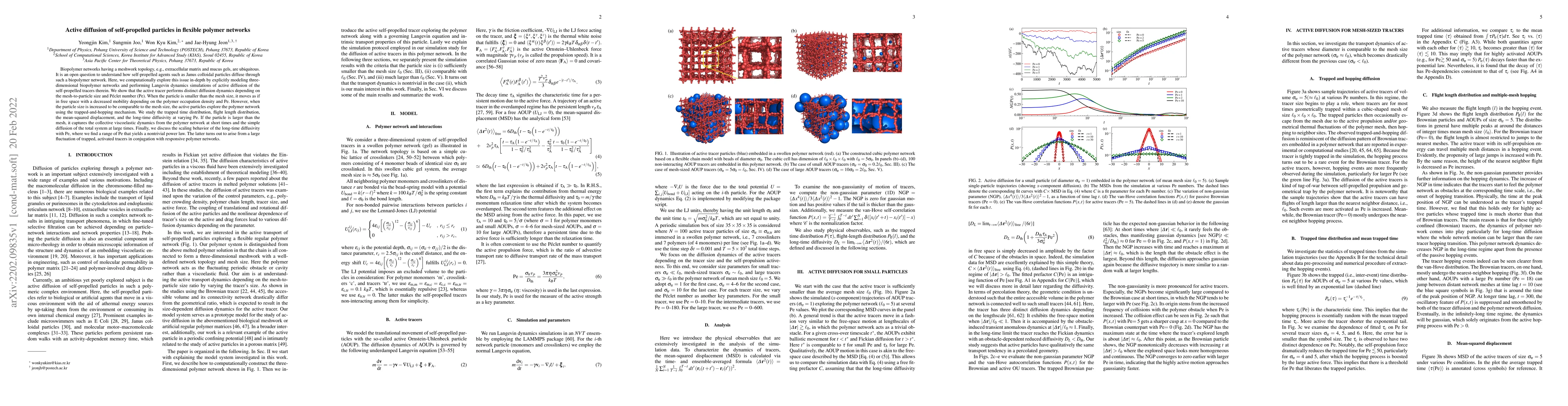 Thumbnail for Active diffusion of self-propelled particles in flexible polymer
  networks