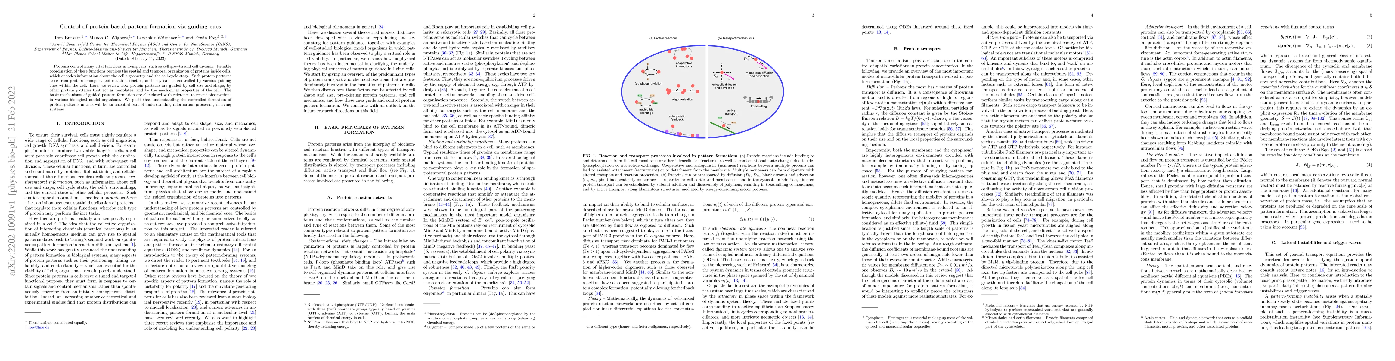 Thumbnail for Control of protein-based pattern formation via guiding cues