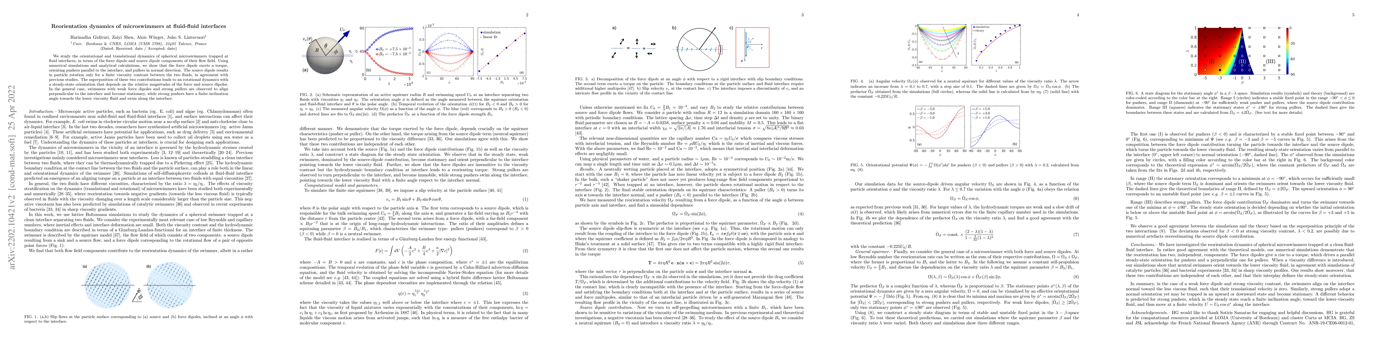 Thumbnail for Reorientation dynamics of microswimmers at fluid-fluid interfaces