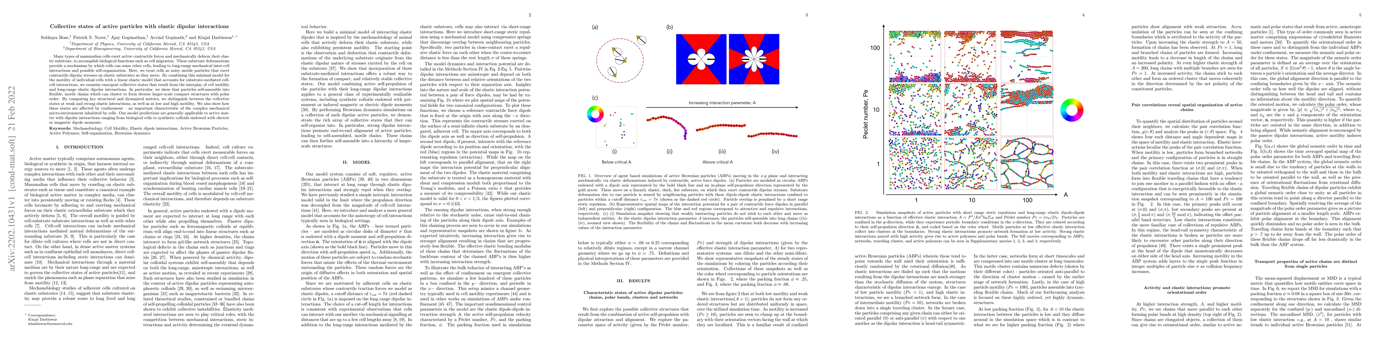 Thumbnail for Collective states of active particles with elastic dipolar interactions
