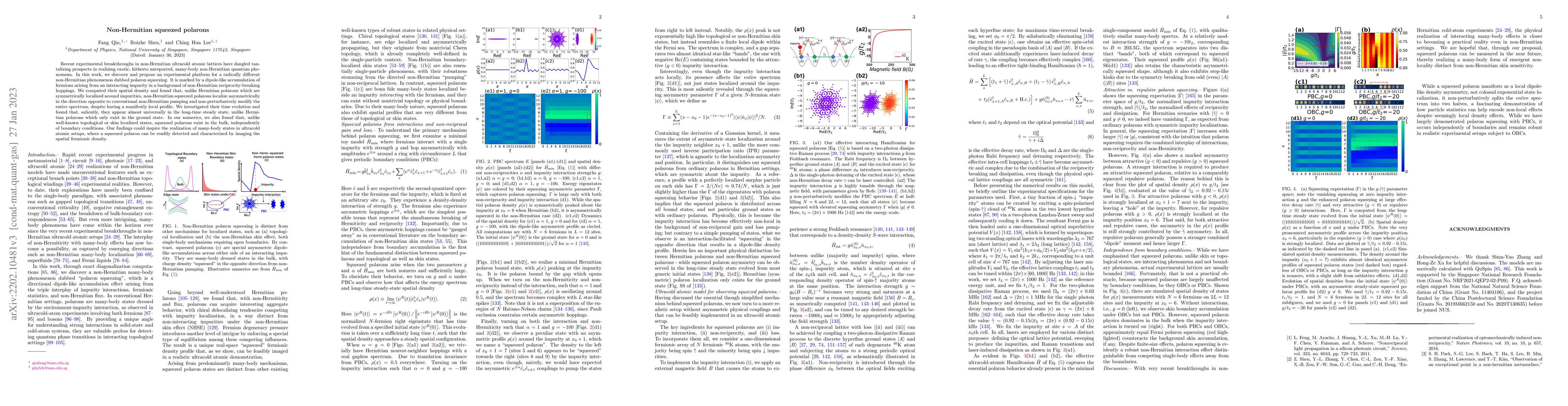 Thumbnail for Non-Hermitian Squeezed Polarons