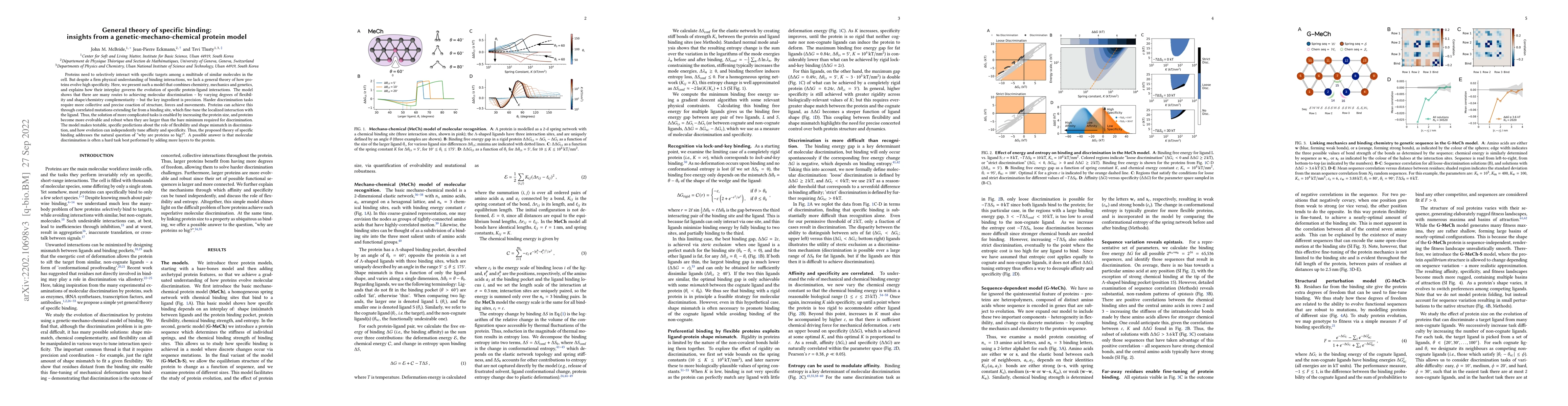 Thumbnail for General theory of specific binding: insights from a
  genetic-mechano-chemical protein model