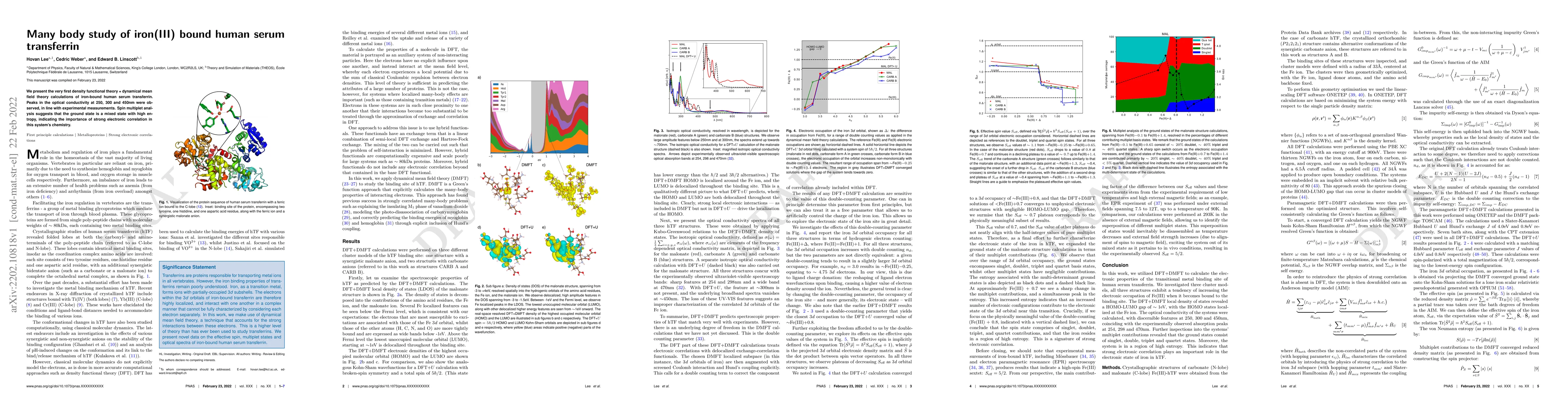 Thumbnail for Many body study of iron(III) bound human serum transferrin