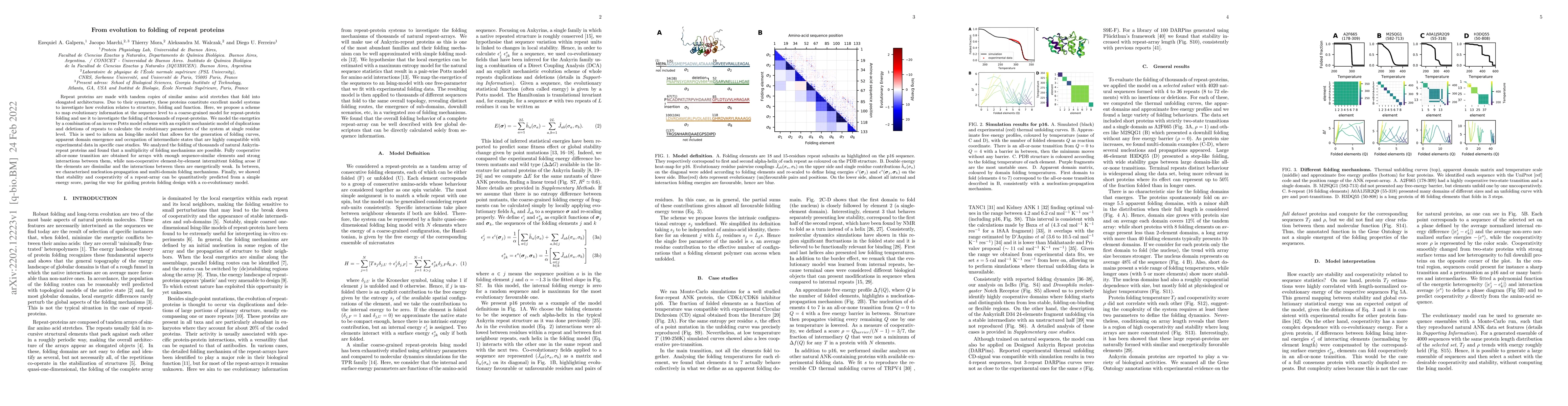 Thumbnail for From evolution to folding of repeat proteins