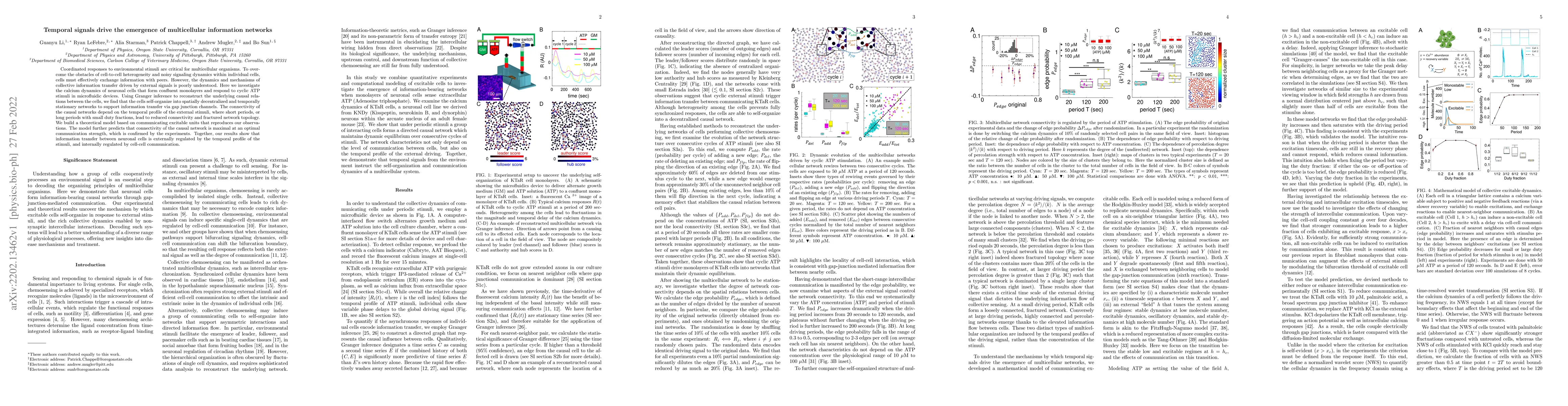 Thumbnail for Temporal signals drive the emergence of multicellular information
  networks