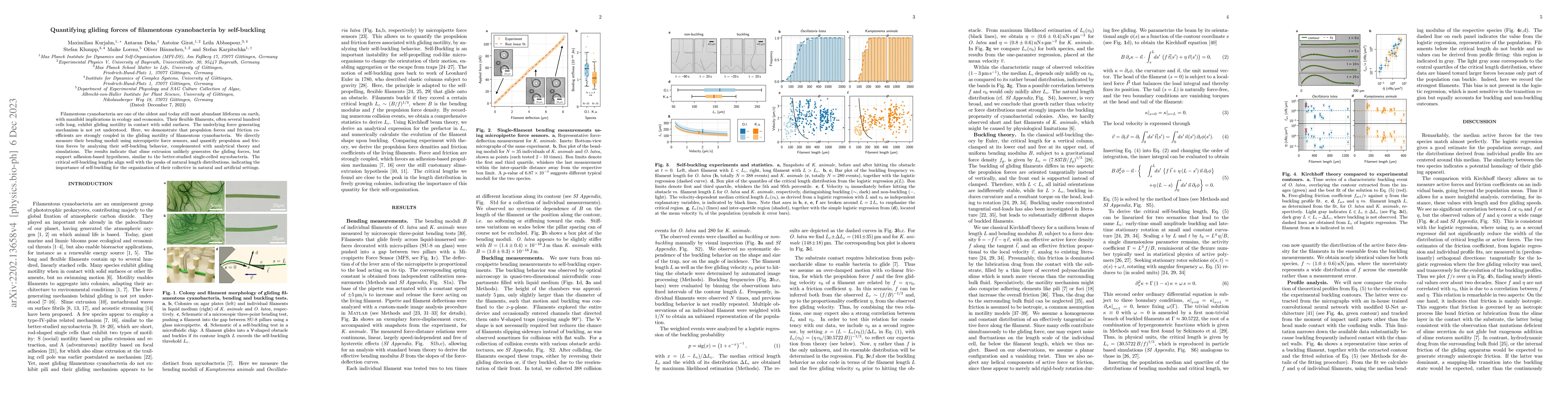 Thumbnail for Quantifying gliding forces of filamentous cyanobacteria by self-buckling