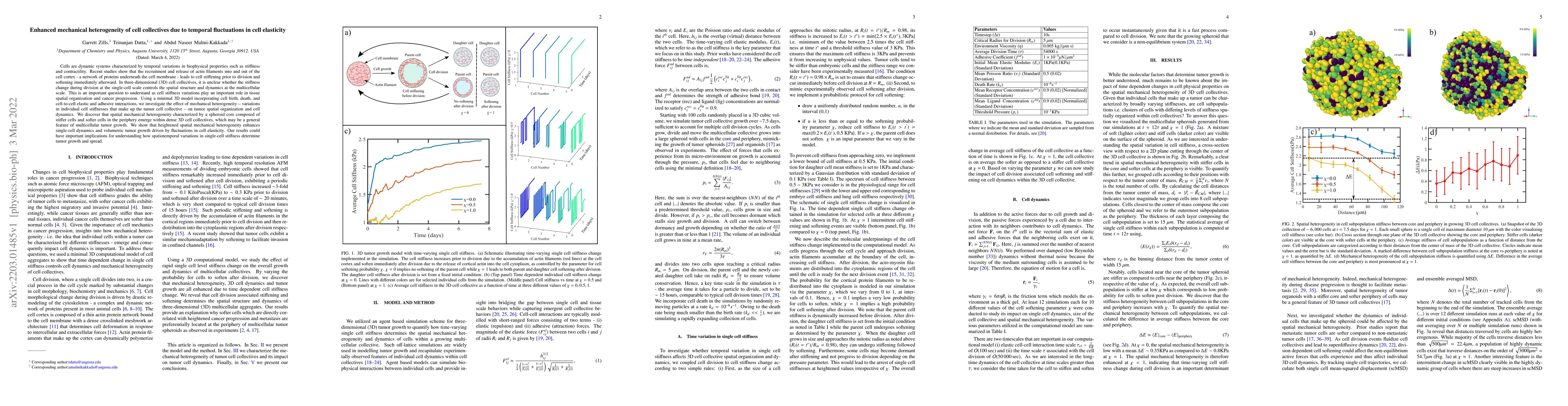 Thumbnail for Enhanced mechanical heterogeneity of cell collectives due to temporal
  fluctuations in cell elasticity