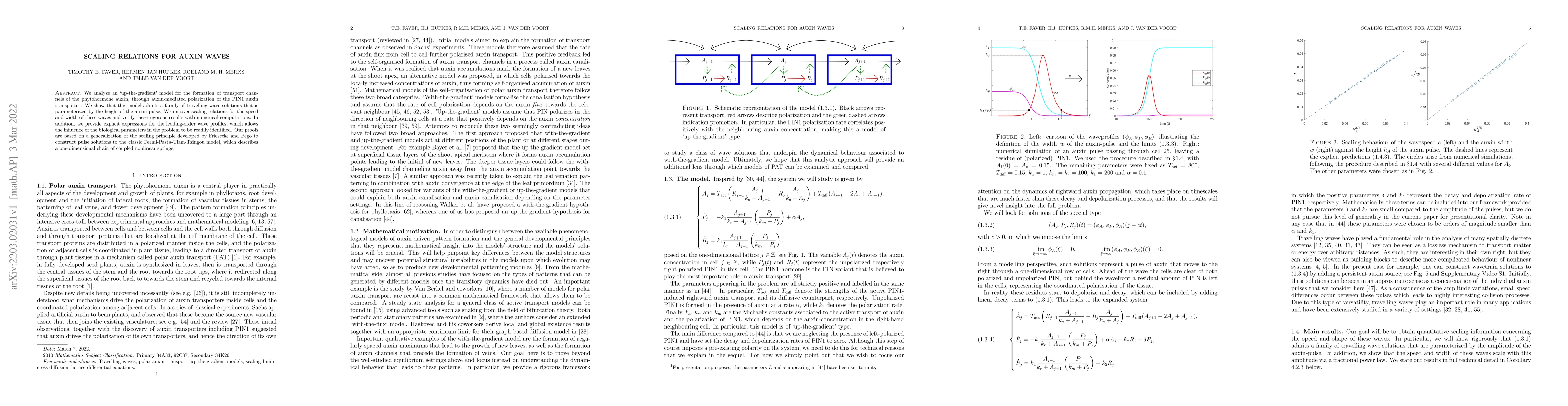 Thumbnail for Scaling Relations for Auxin Waves