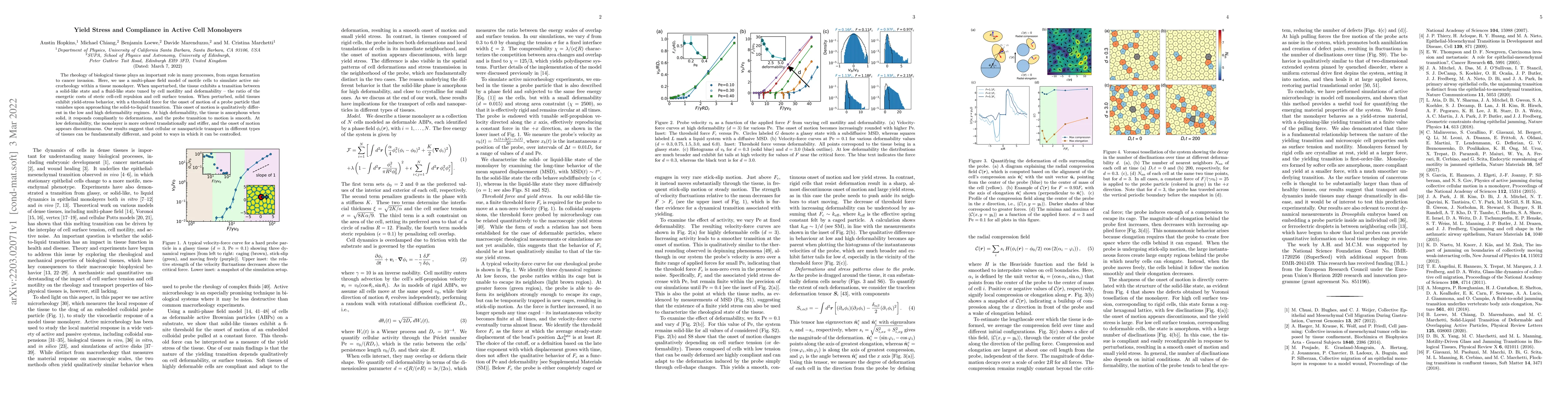 Thumbnail for Yield Stress and Compliance in Active Cell Monolayers