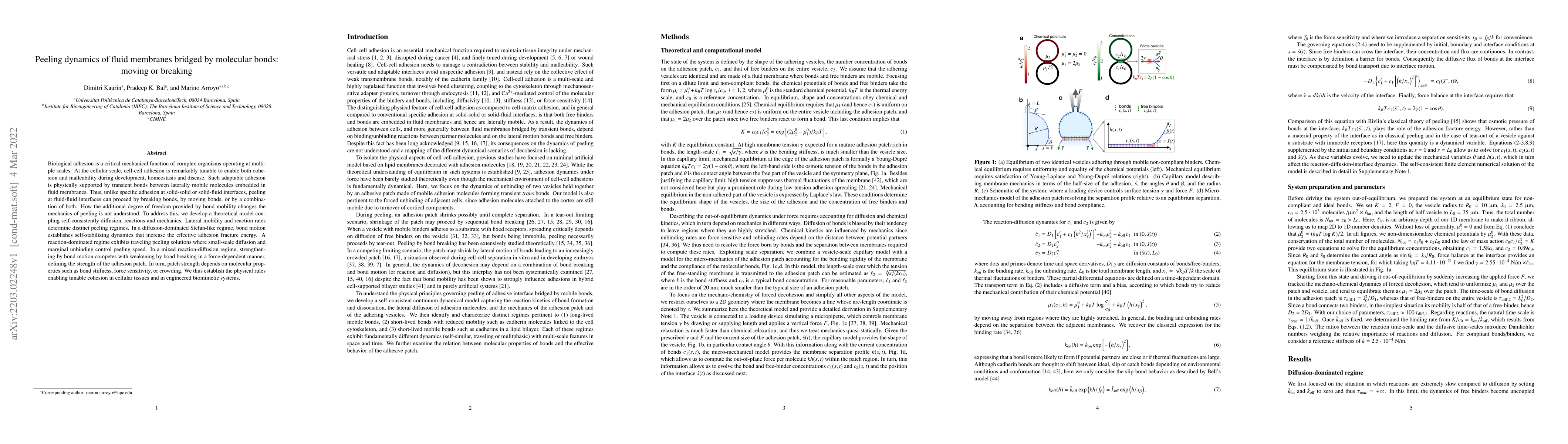 Thumbnail for Peeling dynamics of fluid membranes bridged by molecular bonds: moving
  or breaking