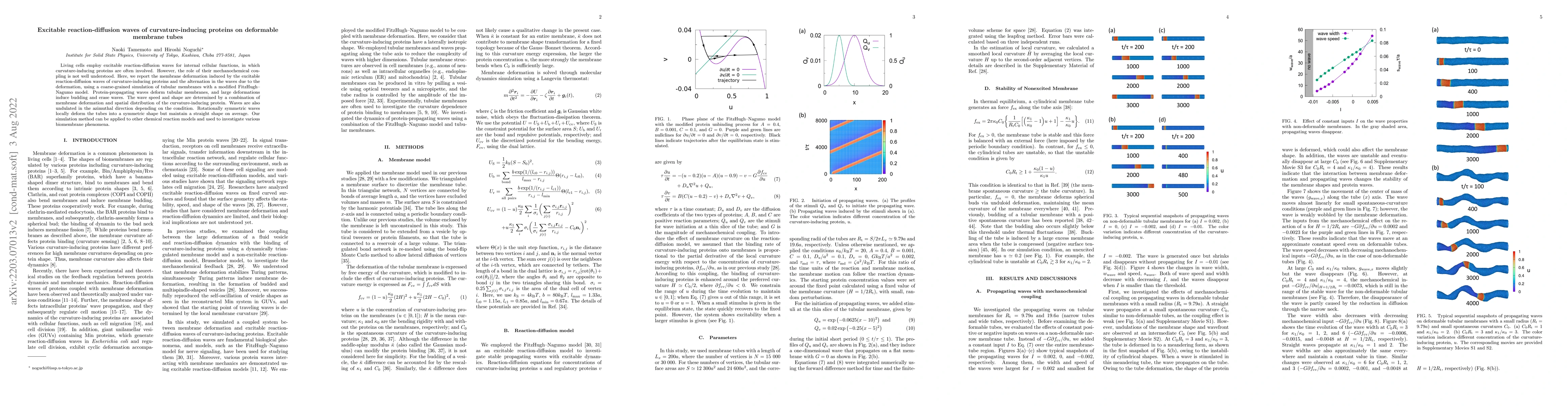Thumbnail for Excitable reaction-diffusion waves of curvature-inducing proteins on
  deformable membrane tubes