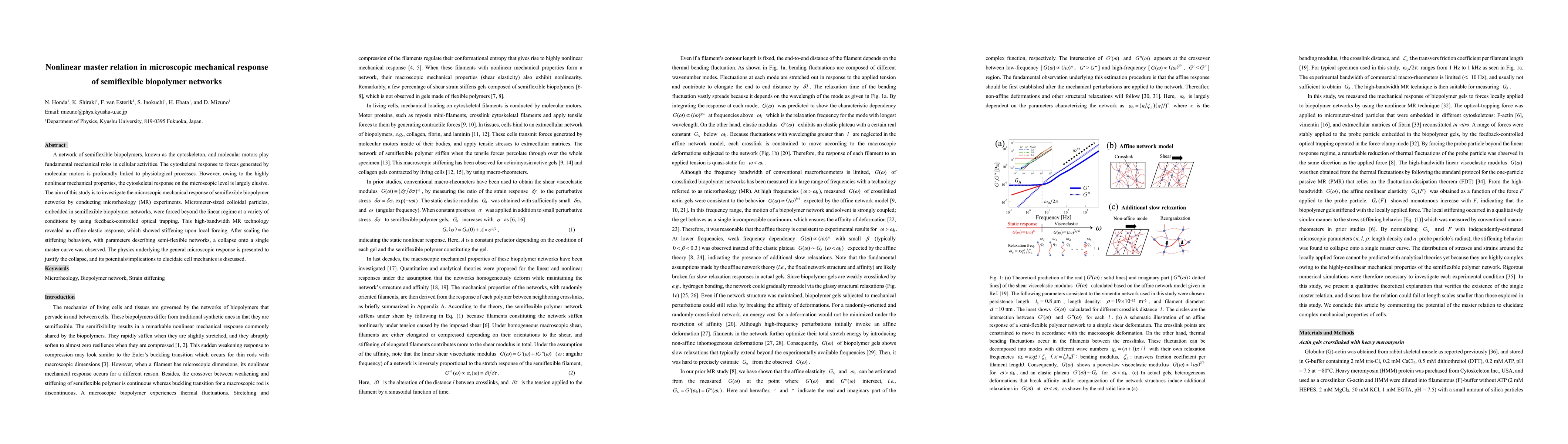 Thumbnail for Nonlinear master relation in microscopic mechanical response of
  semiflexible biopolymer networks