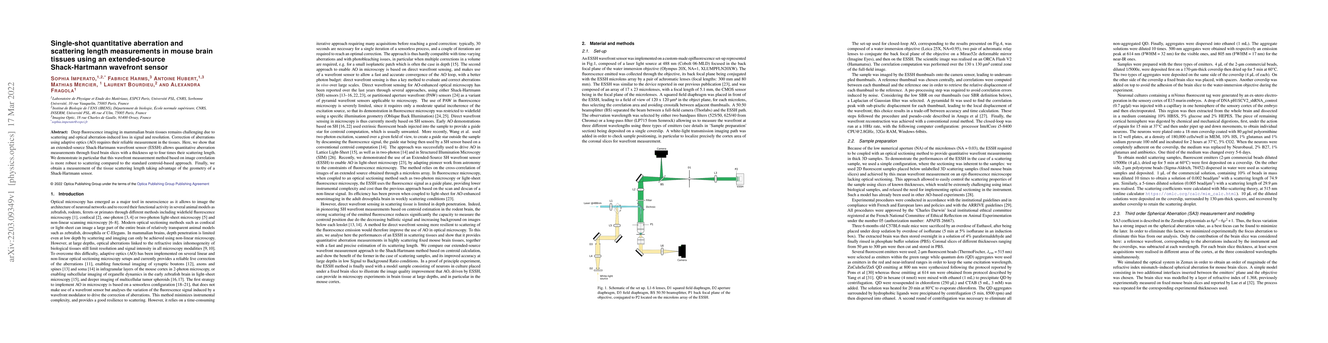 Thumbnail for Single-shot quantitative aberration and scattering length measurements
  in mouse brain tissues using an extended-source Shack-Hartmann wavefront
  sensor