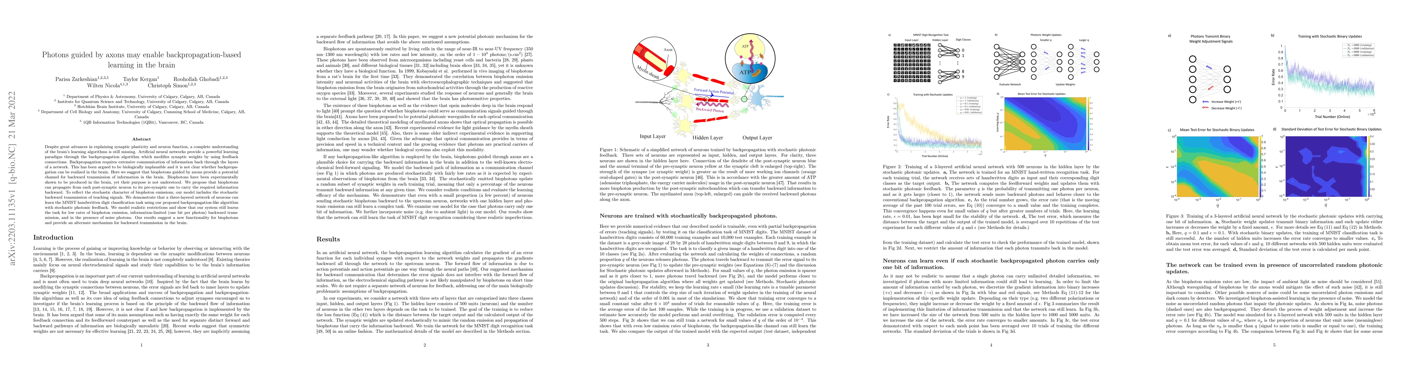 Thumbnail for Photons guided by axons may enable backpropagation-based learning in the
  brain