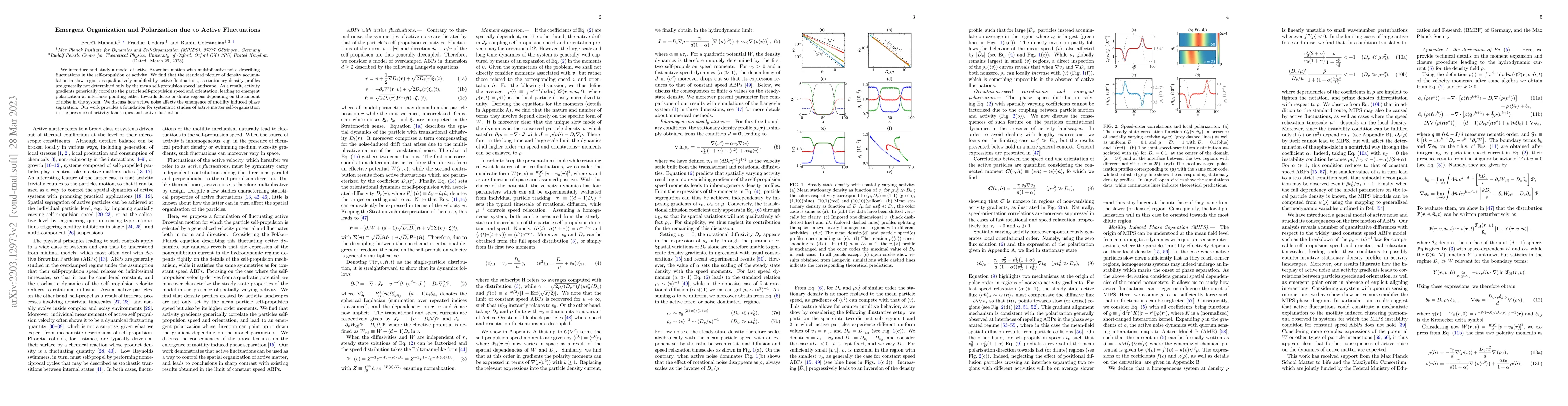 Thumbnail for Emergent Organization and Polarization due to Active Fluctuations
