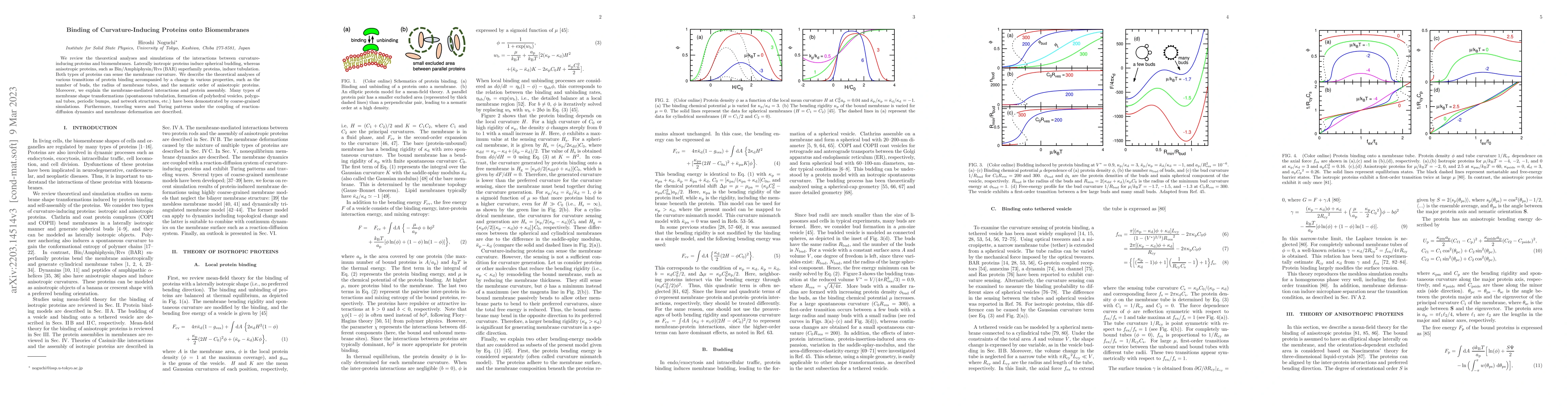 Thumbnail for Binding of Curvature-Inducing Proteins onto Biomembranes