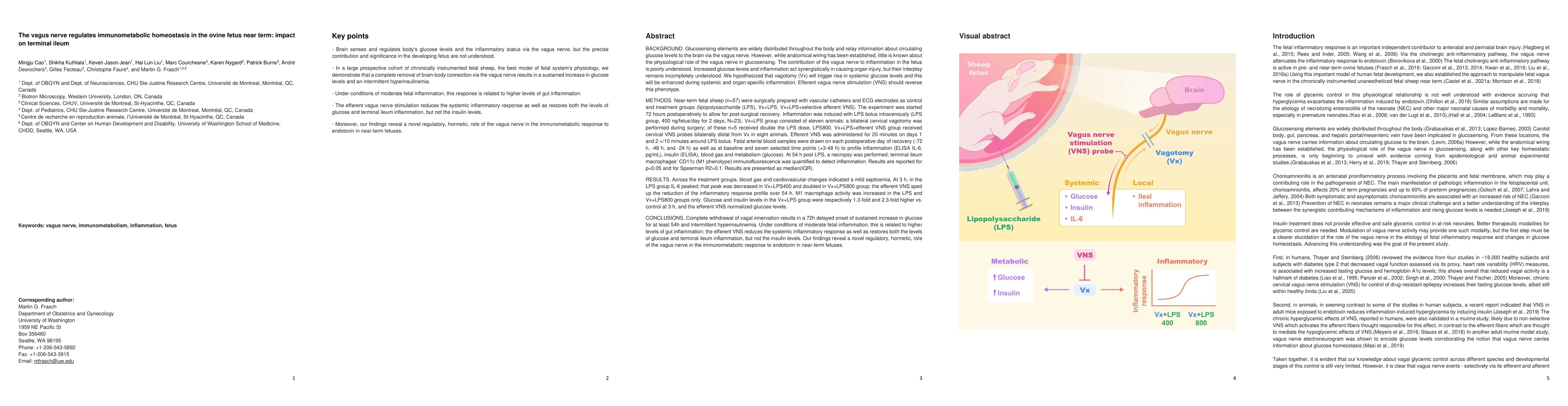 Thumbnail for The vagus nerve regulates immunometabolic homeostasis in the ovine fetus
  near term: impact on terminal ileum
