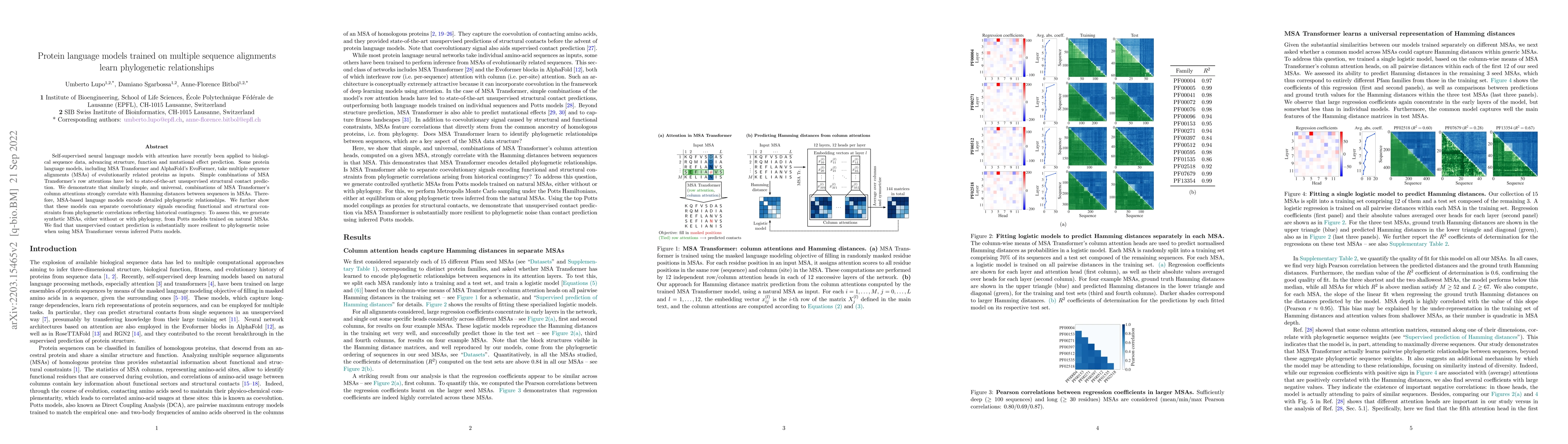 Thumbnail for Protein language models trained on multiple sequence alignments learn
  phylogenetic relationships