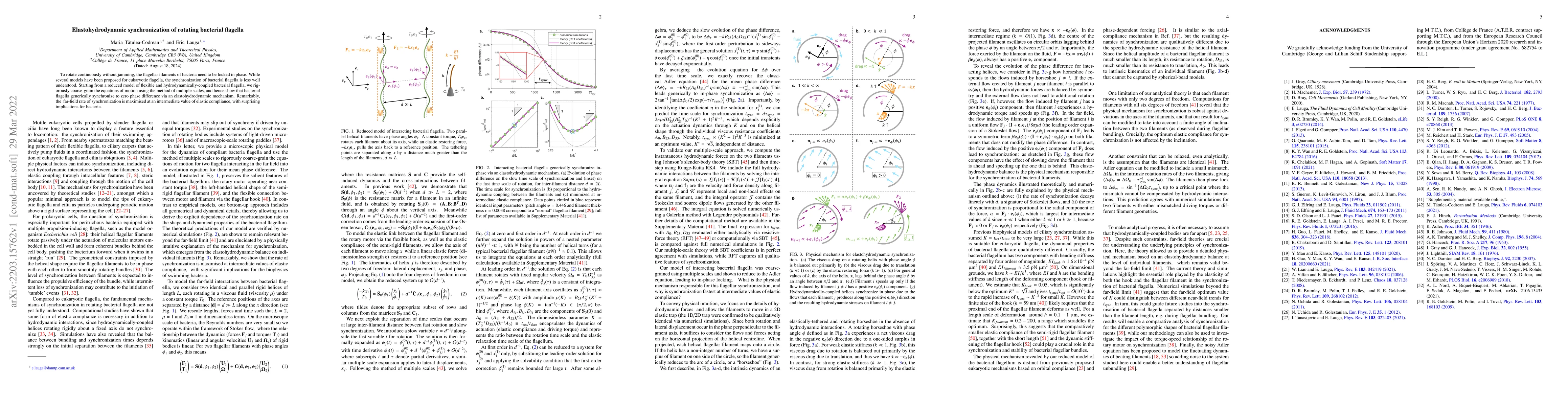 Thumbnail for Elastohydrodynamic synchronization of rotating bacterial flagella