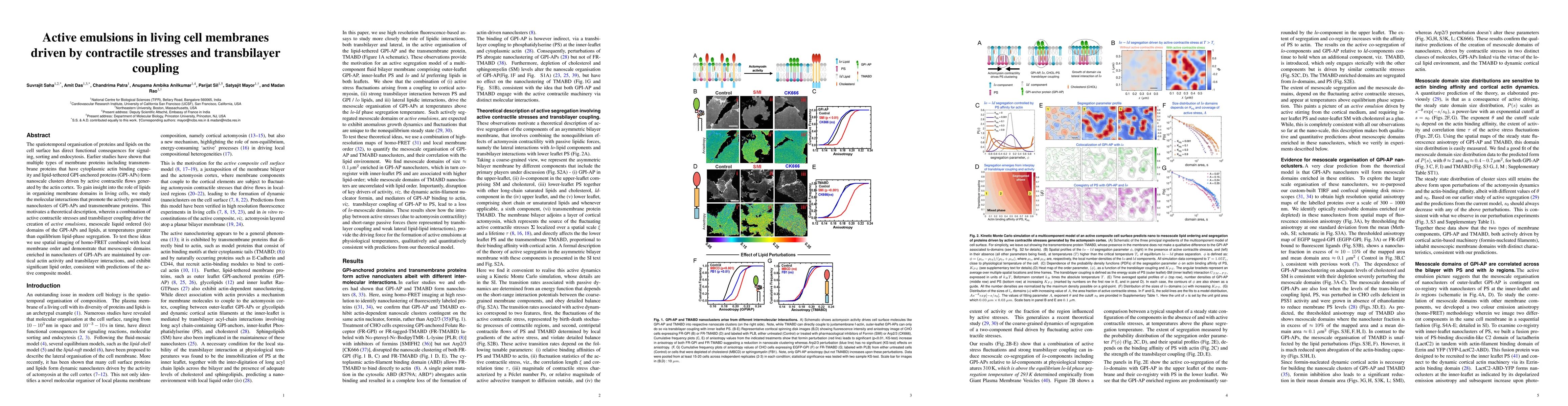 Thumbnail for Active emulsions in living cell membranes driven by contractile stresses
  and transbilayer coupling