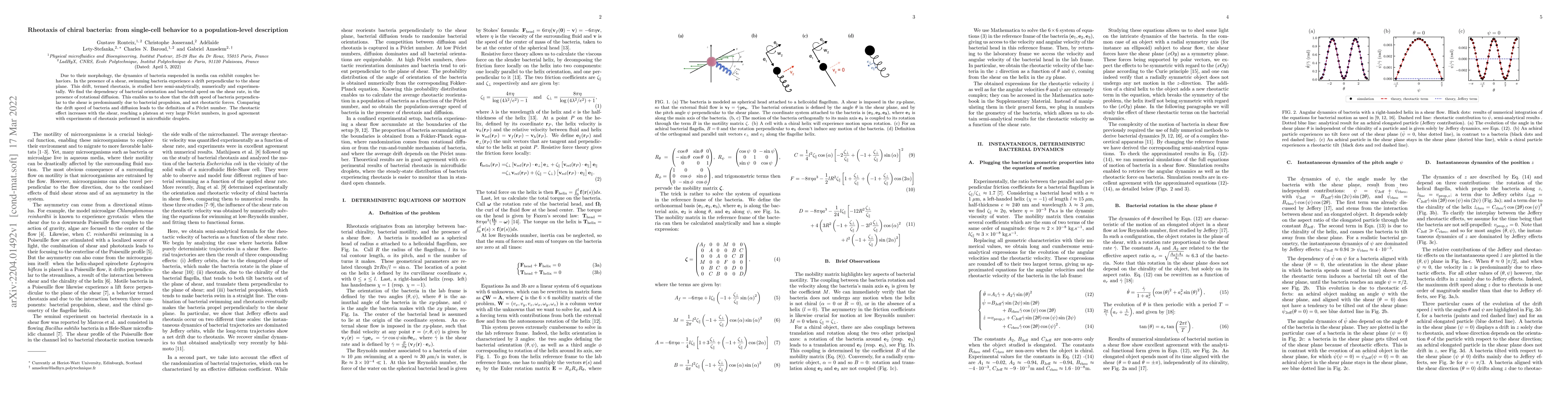 Thumbnail for Rheotaxis of chiral bacteria: from single-cell behavior to a
  population-level description