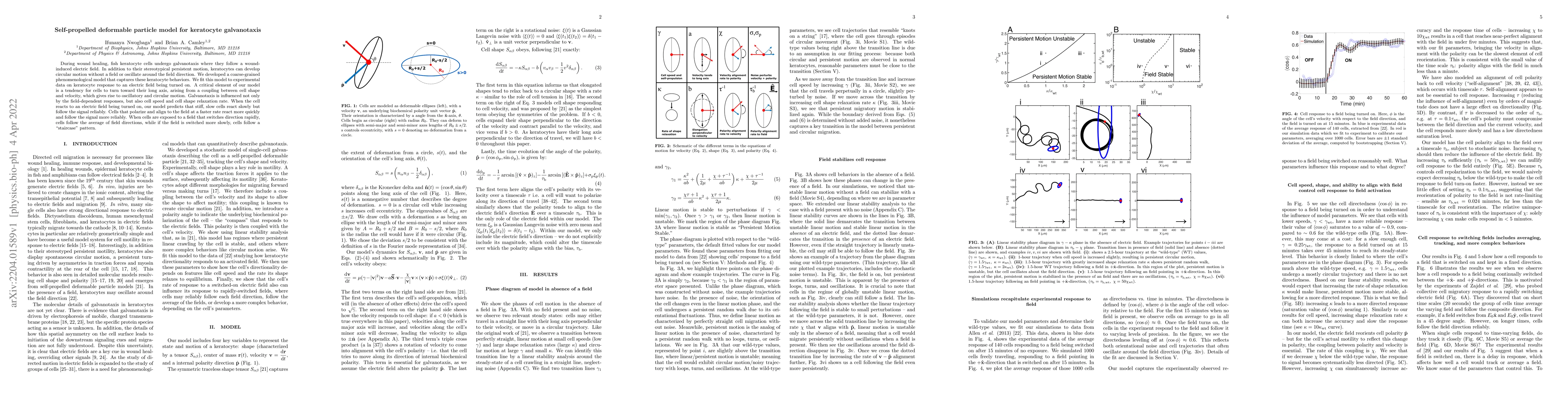 Thumbnail for Self-propelled deformable particle model for keratocyte galvanotaxis