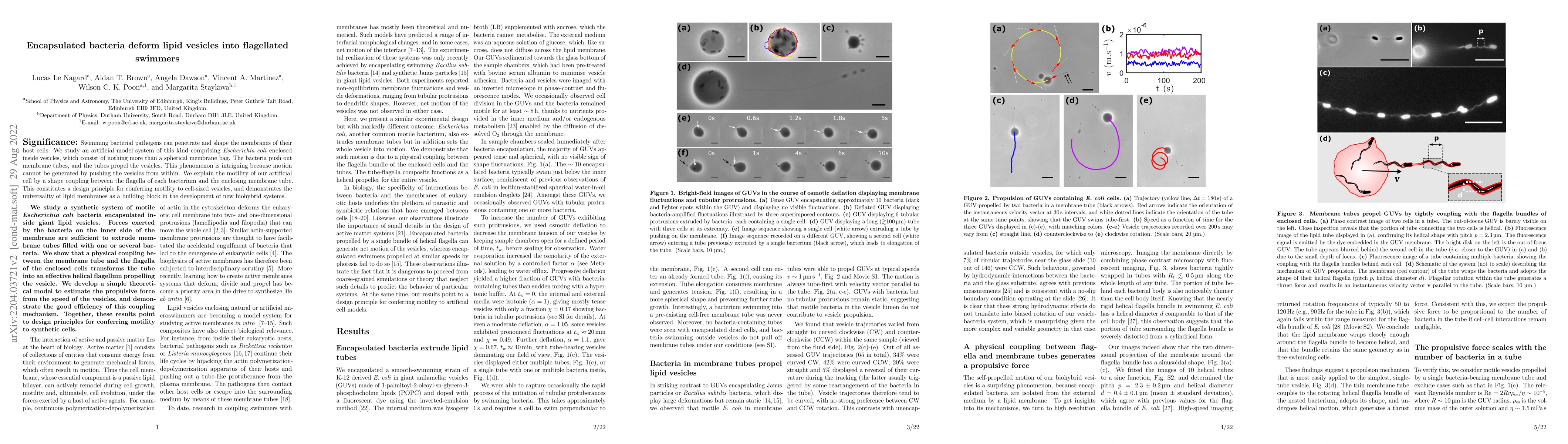 Thumbnail for Encapsulated bacteria deform lipid vesicles into flagellated swimmers