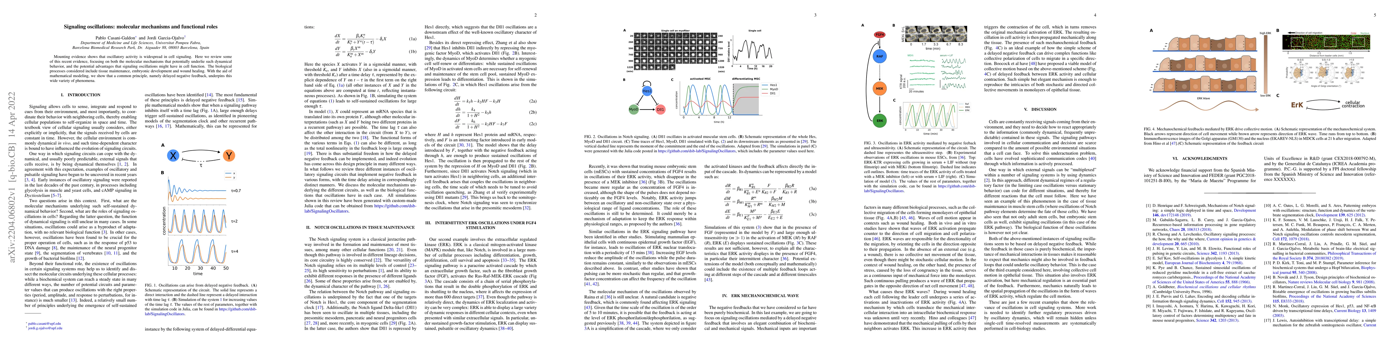 Thumbnail for Signaling oscillations: molecular mechanisms and functional roles