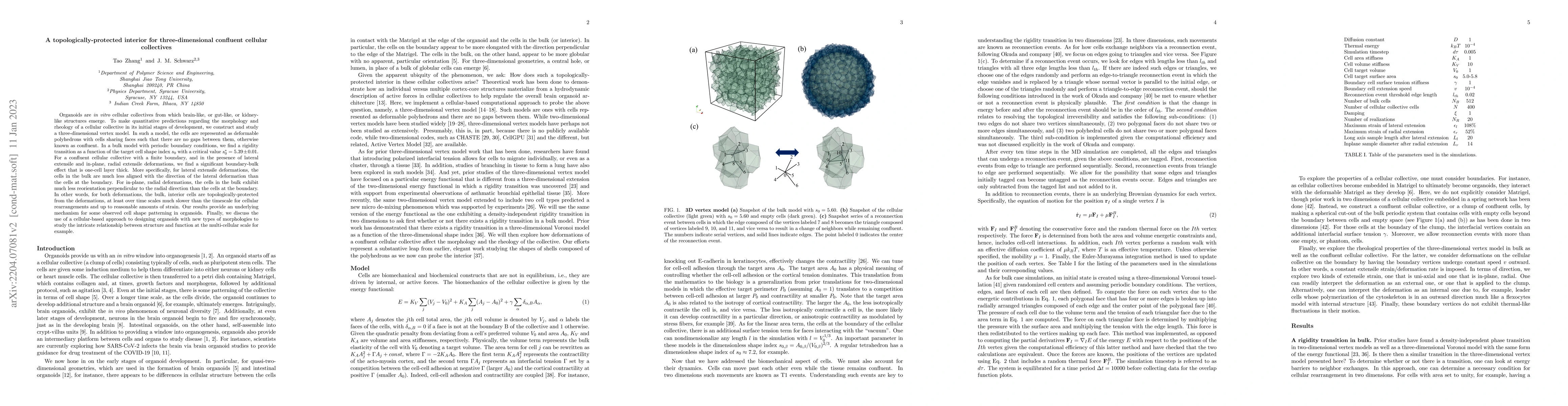 Thumbnail for A topologically-protected interior for three-dimensional confluent
  cellular collectives