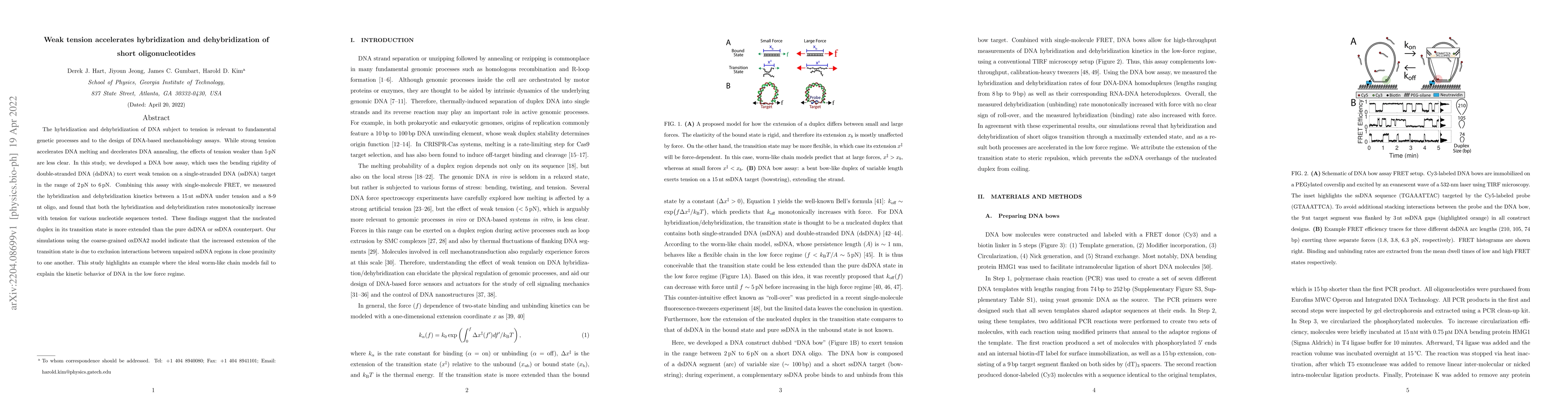 Thumbnail for Weak tension accelerates hybridization and dehybridization of short
  oligonucleotides