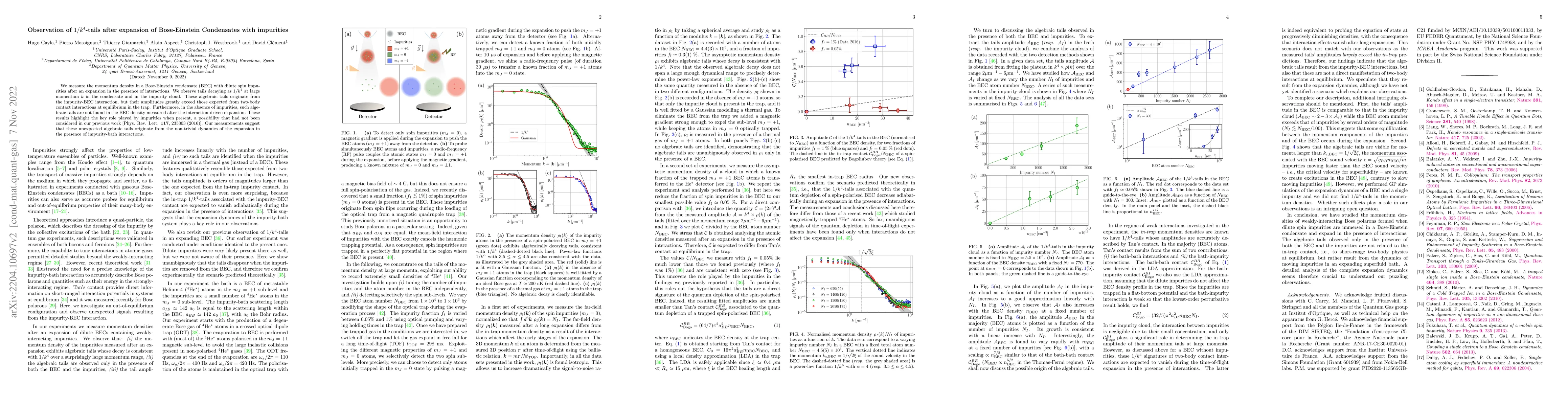 Thumbnail for Observation of $1/k^4$-tails after expansion of Bose-Einstein
  Condensates with impurities
