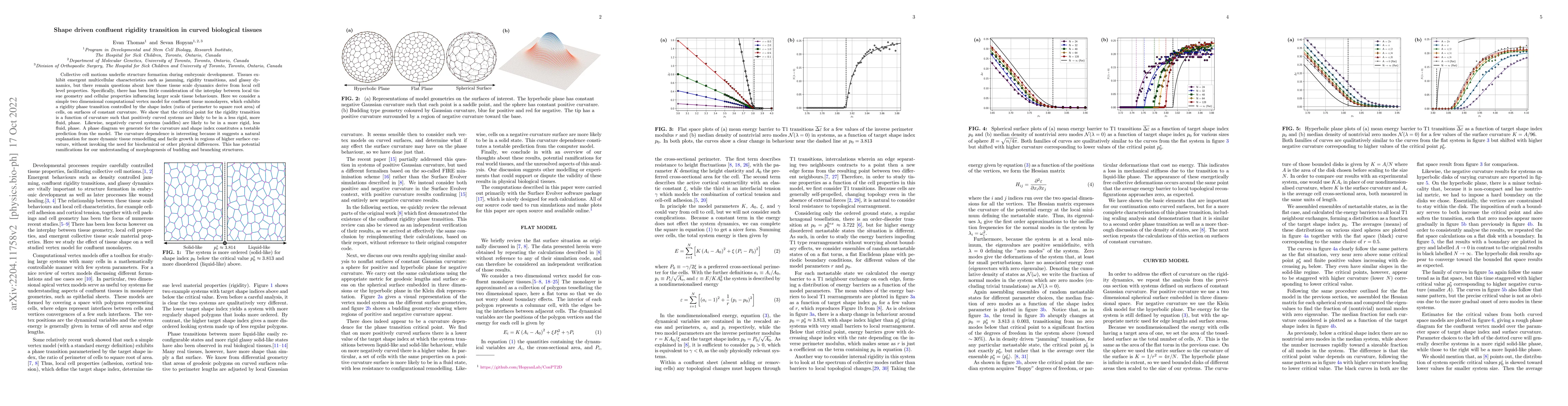 Thumbnail for Shape driven confluent rigidity transition in curved biological tissues