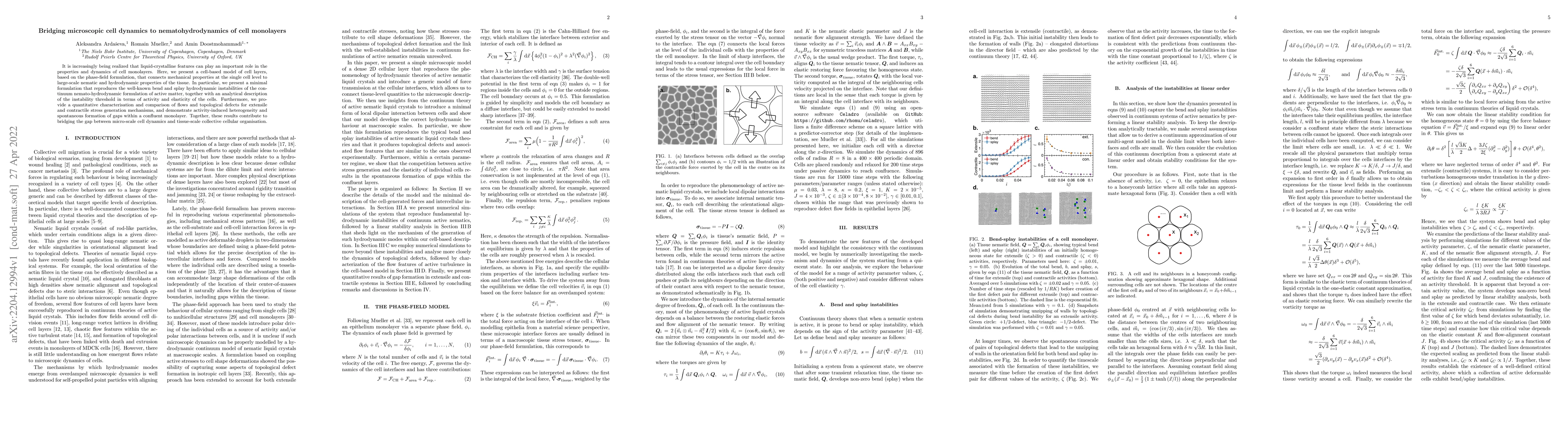 Thumbnail for Bridging microscopic cell dynamics to nematohydrodynamics of cell
  monolayers