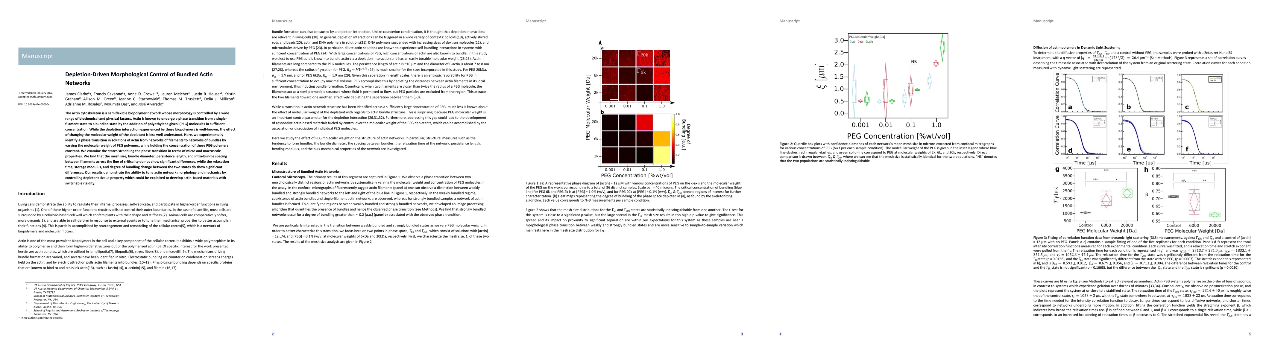 Thumbnail for Depletion-Driven Morphological Control of Bundled Actin Networks