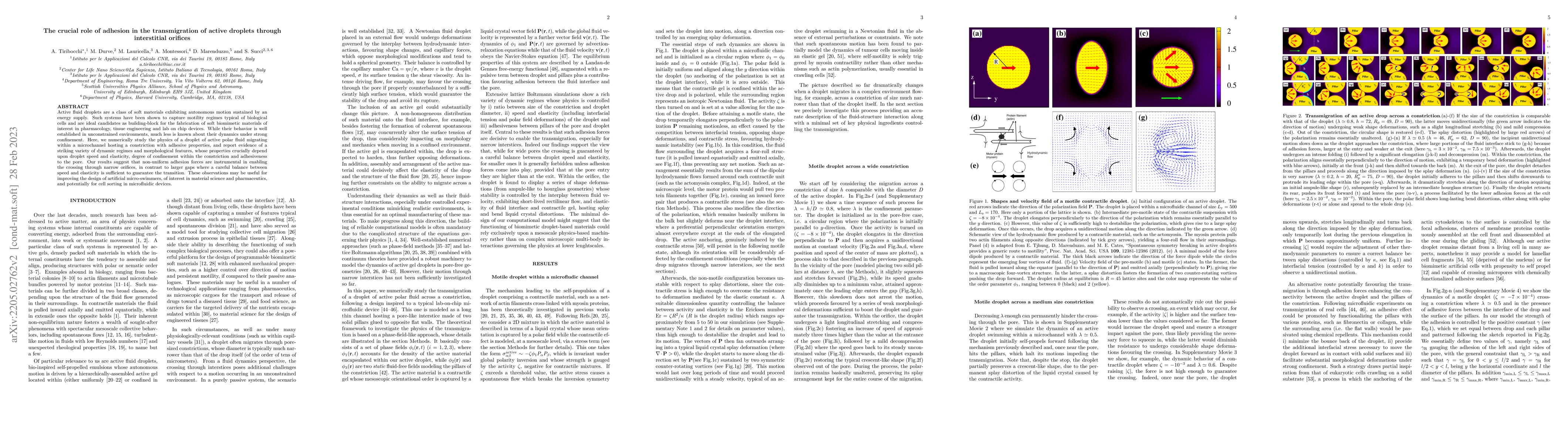Thumbnail for The crucial role of adhesion in the transmigration of active droplets
  through interstitial orifices