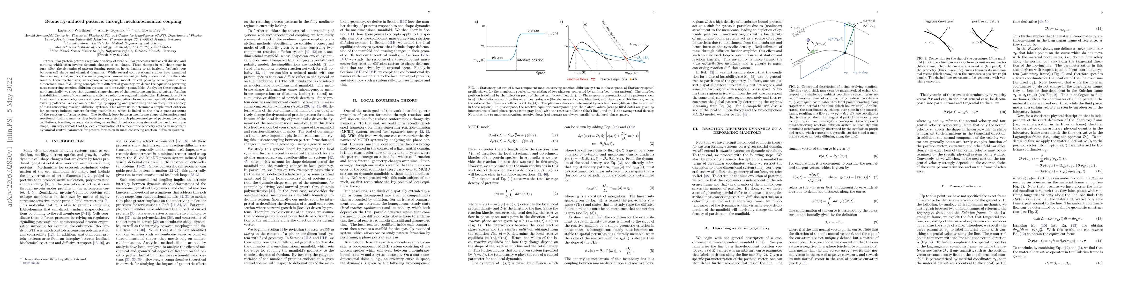 Thumbnail for Geometry-induced patterns through mechanochemical coupling