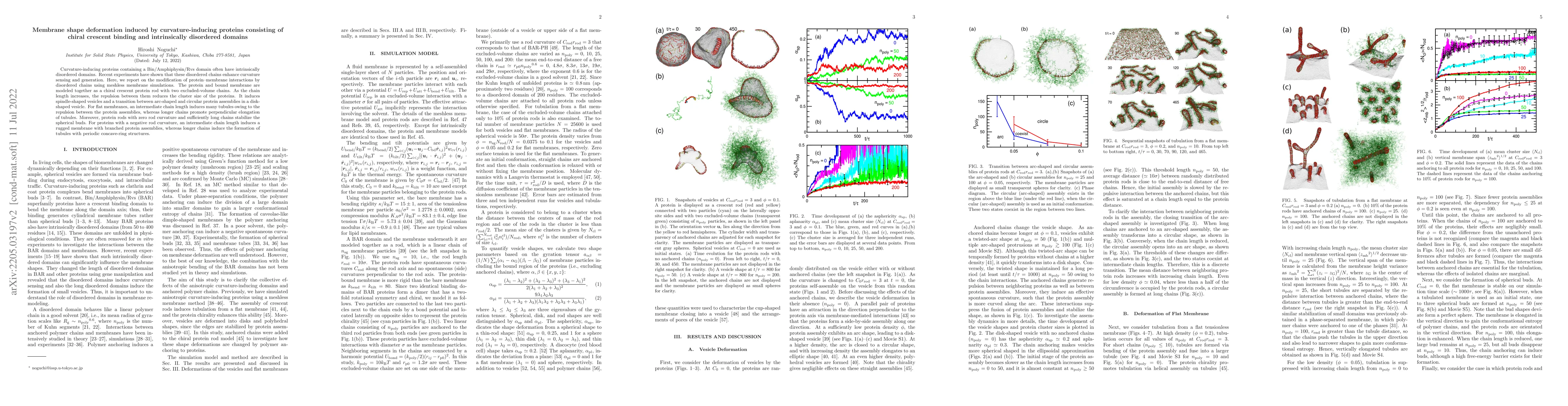 Thumbnail for Membrane shape deformation induced by curvature-inducing proteins
  consisting of chiral crescent binding and intrinsically disordered domains