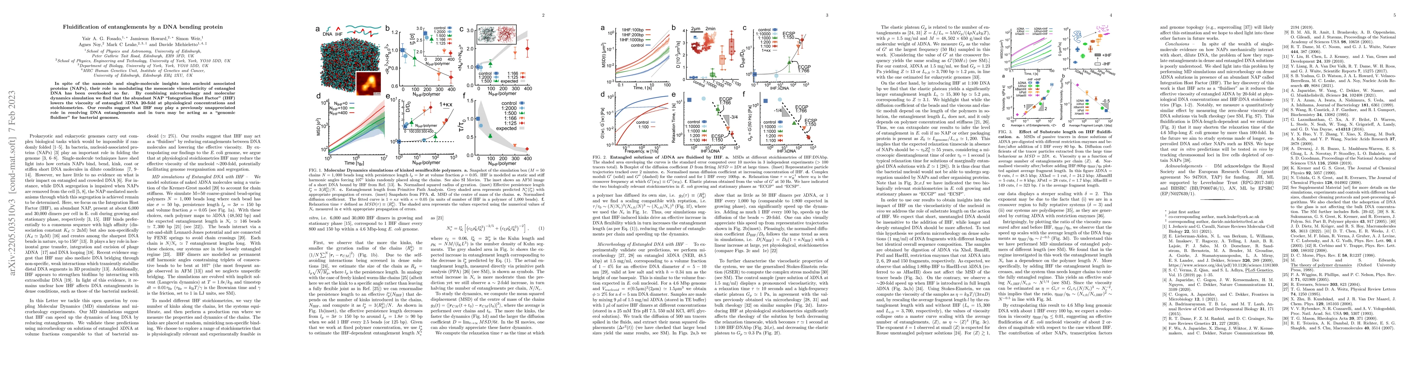 Thumbnail for Fluidification of entanglements by a DNA bending protein