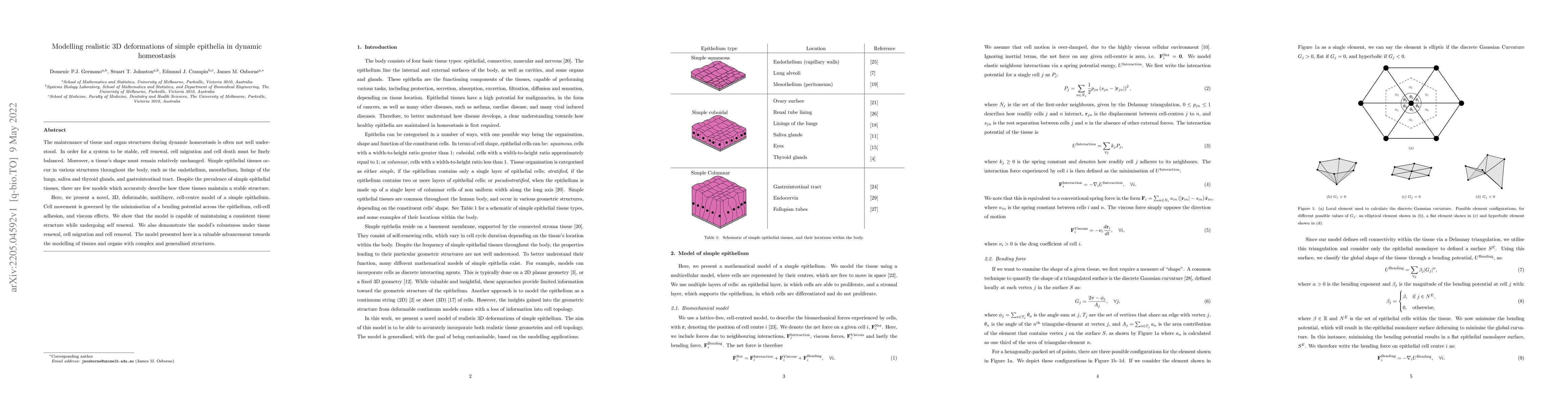 Thumbnail for Modelling realistic 3D deformations of simple epithelia in dynamic
  homeostasis