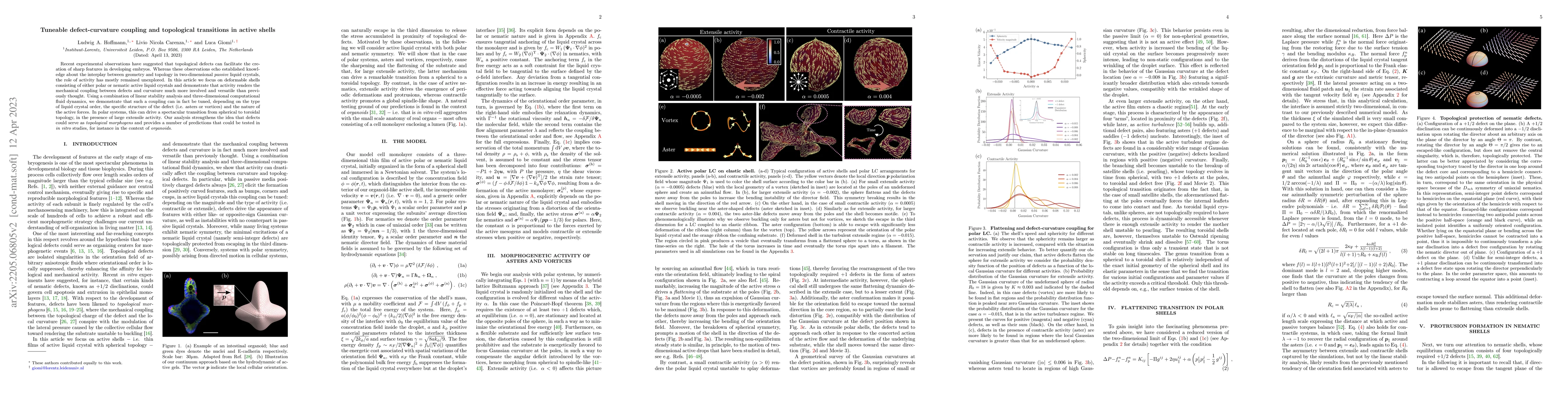 Thumbnail for Tuneable defect-curvature coupling and topological transitions in active
  shells