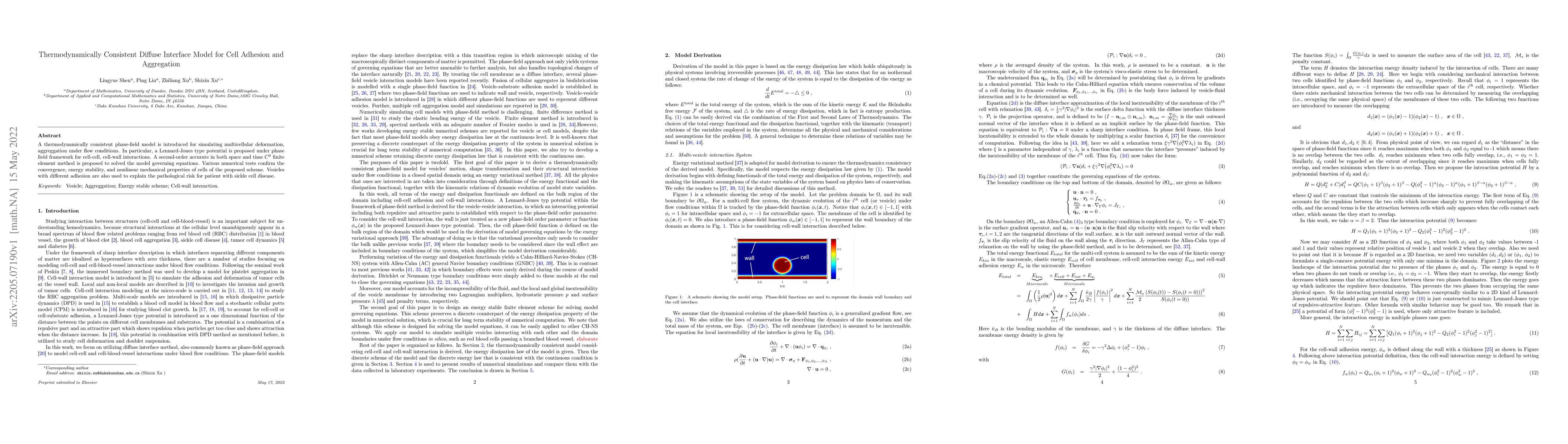 Thumbnail for Thermodynamically Consistent Diffuse Interface Model for Cell Adhesion
  and Aggregation
