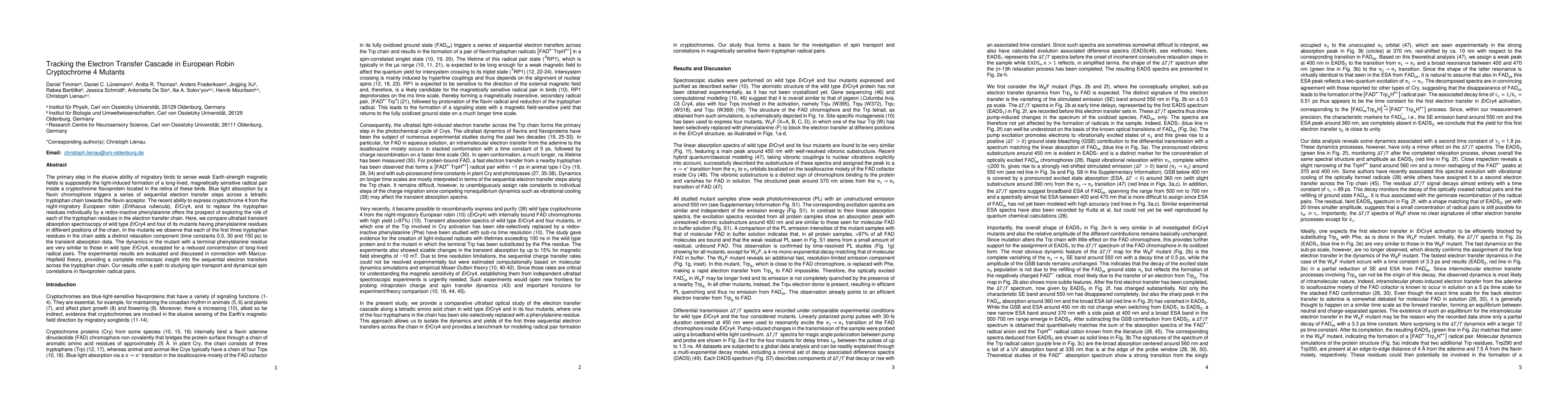 Thumbnail for Tracking the Electron Transfer Cascade in European Robin Cryptochrome 4
  Mutants