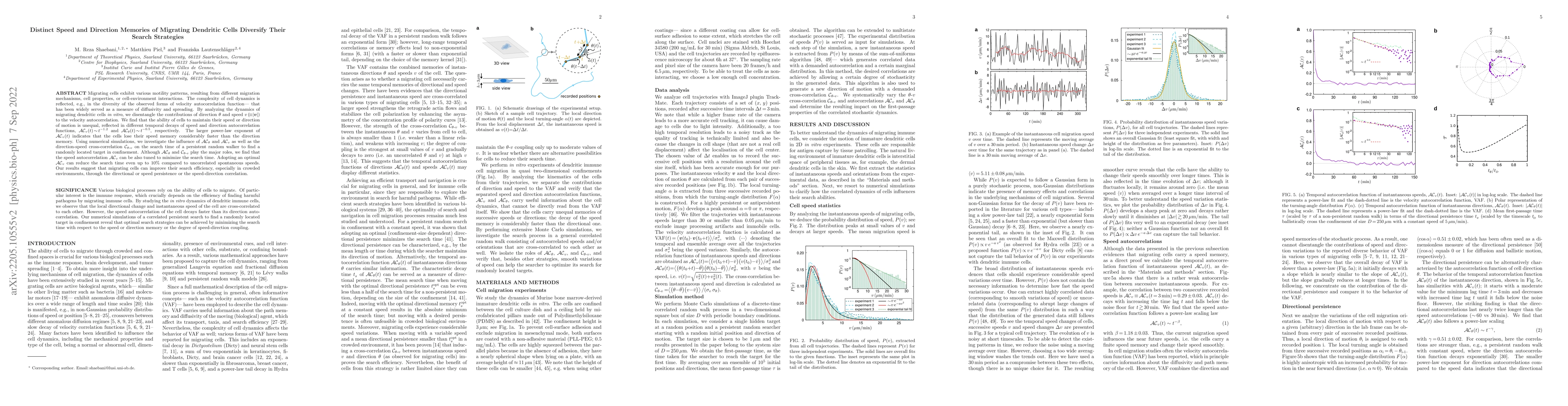 Thumbnail for Distinct Speed and Direction Memories of Migrating Dendritic Cells
  Diversify Their Search Strategies